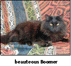 photo of cat Boomer