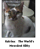 photo of cat Katrina