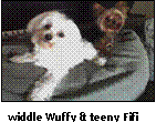 picture of dogs Wuffy and Fifi