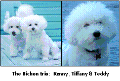 photo of dogs Kenny, Tiffany and Teddy