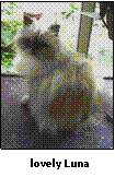 photo of cat Luna